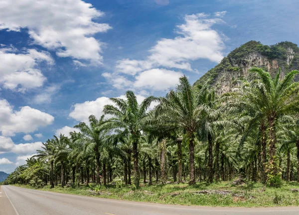 Plantación africana de palma aceitera en Tailandia — Foto de Stock