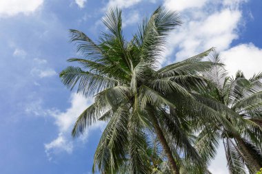 Tropikal egzotik mükemmel palm ağaçlar gökyüzü