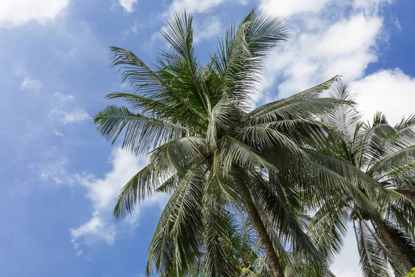 Tropical exótico perfecto palmeras cielo —  Fotos de Stock