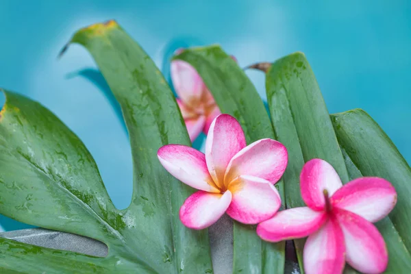 Frangipani plumeria blume tropischen hintergrund — Stockfoto