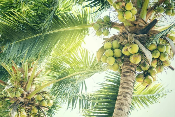 Frische grüne Kokosnüsse auf einer Palme im Sonnenlicht — Stockfoto