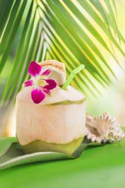 Tropikal egzotik taze hindistan cevizi suyu içecek palm