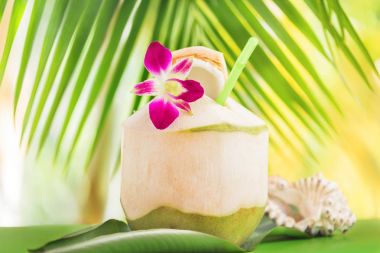 Tropikal egzotik taze hindistan cevizi suyu içecek palm