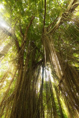 Güneş ile egzotik tropik yağmur ormanı orman