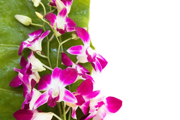 Fiori di orchidea viola — Foto Stock