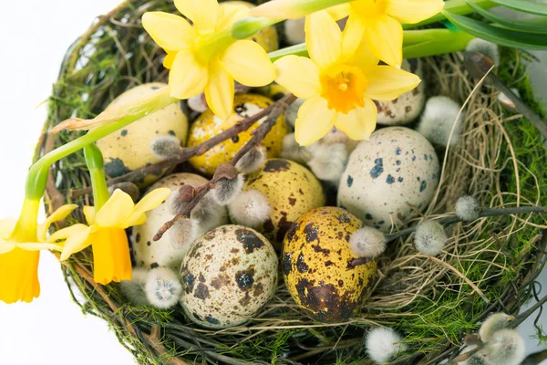 Pasen eieren in het nest met narcissus — Stockfoto