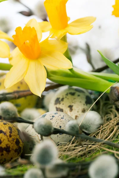 Œufs de Pâques dans le nid avec narcisse — Photo