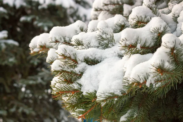 Snow-covered tree branch. — Stock Photo, Image