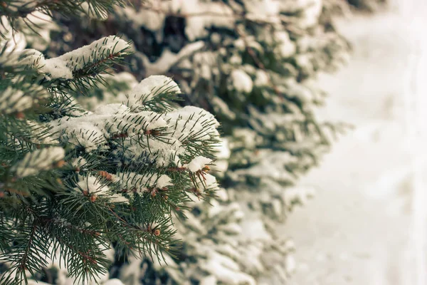 Snow-covered tree branch. — Stock Photo, Image