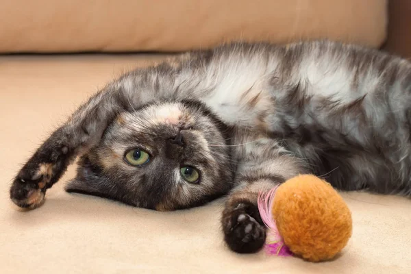 Junge Hauskatze — Stockfoto