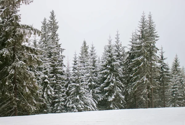 Snow covered fir trees. — Stock Photo, Image
