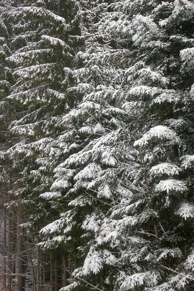 Winter tree covered with snow — Stock Photo, Image