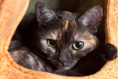 Kara kedi Kediler evde istirahat