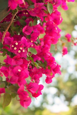 pembe çiçek açan bir dal