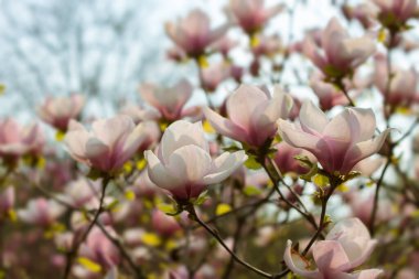 İlkbaharda çiçek açan güzel pembe Manolya ağacı