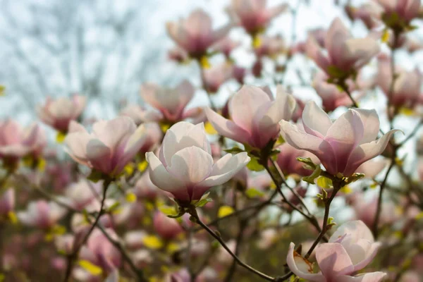 Bela árvore de magnólia rosa florescendo na primavera — Fotografia de Stock