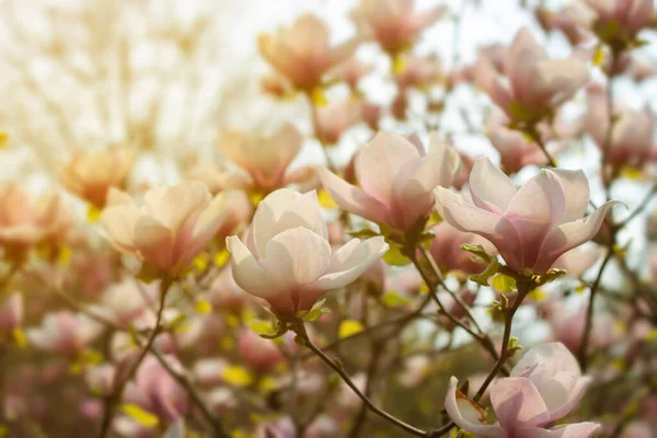 Bela árvore de magnólia rosa florescendo na primavera — Fotografia de Stock