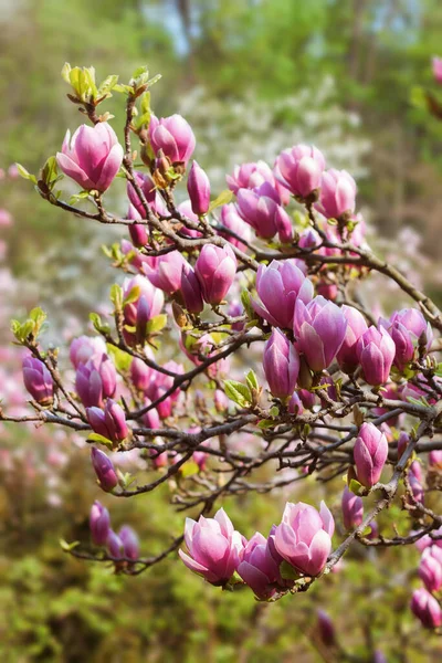 Bela árvore de magnólia rosa florescendo na primavera — Fotografia de Stock