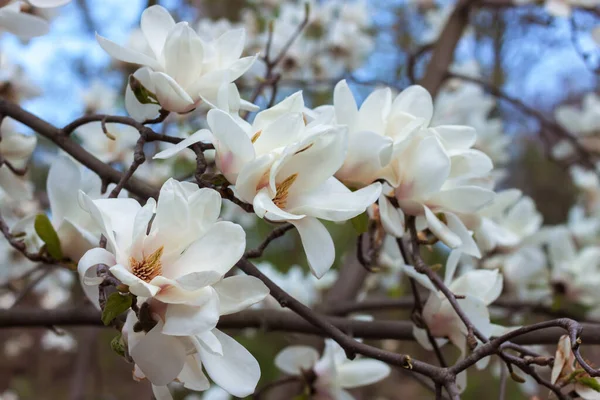 Bela árvore de magnólia branca florescendo na primavera — Fotografia de Stock