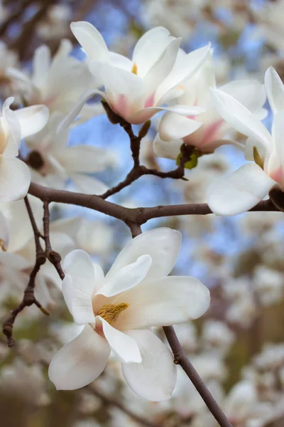 봄에 피어 오르는 아름다운 흰 마뇰 리아 나무 — 스톡 사진