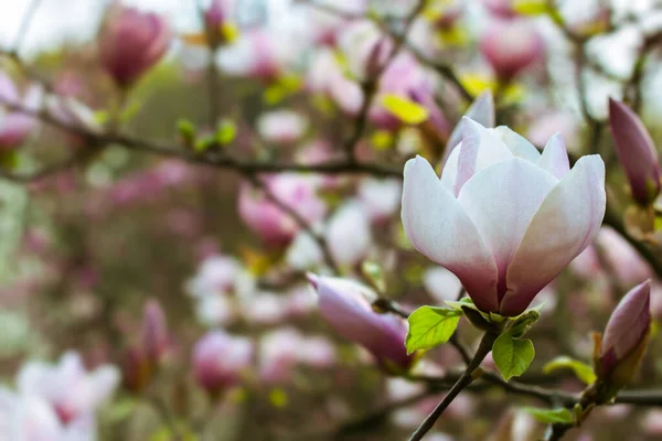 Bela árvore de magnólia branca florescendo na primavera — Fotografia de Stock