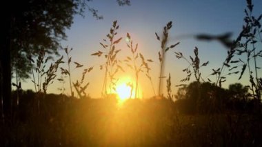 Ön planda bir çayırdaki küçük buğday başaklarının siluetinin huzur dolu bir sahnesi. Arka planda güneş ışığı ve gün batımının turuncu ışığı. Kameranın yumuşak hareketi