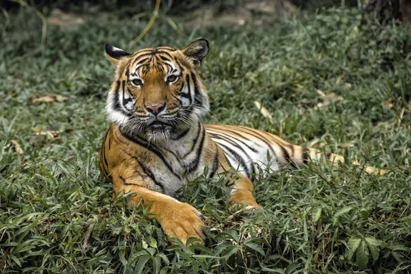 Tiger Curiosity Resting Grass — Stock Photo, Image