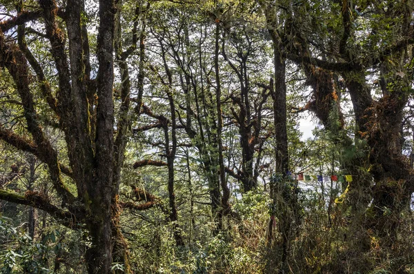 ジャングルの森 ブータン 森の背景素晴らしい脱出 — ストック写真