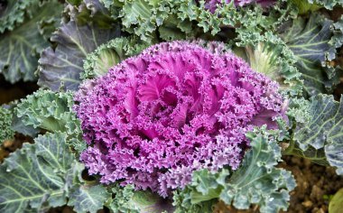 Mor Süslü Lahana bitkileri - Çin 'in Guilin köyünde mor lahana