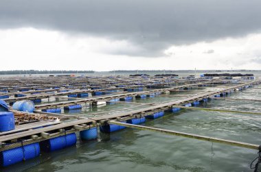 Pulau Ketam, Malezya çevresindeki tropiklerde açık deniz balığı çiftliği