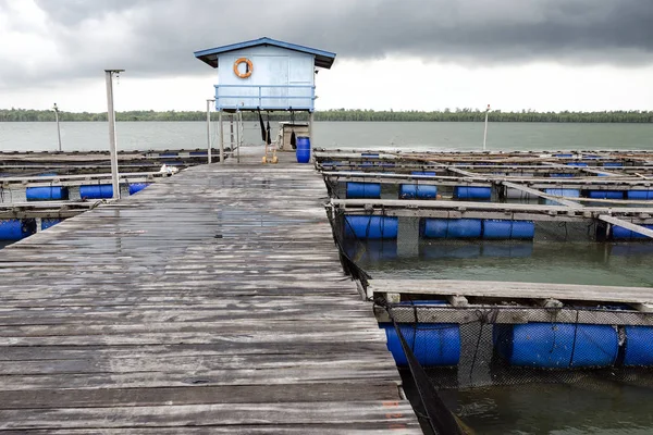 Havets Öppna Havsfiskodling Tropikerna Runt Pulau Ketam Malaysia — Stockfoto