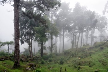 Bukit Larut, Taiping 'deki turistik merkezlerden biri. 4x4' lük sakin sisli hava koşullarıyla ulaşılabilir. - Eskiden Maxwell Hill olarak bilinen 1884 'te kurulmuş, deniz seviyesinden 1250 metre yükseklikte.