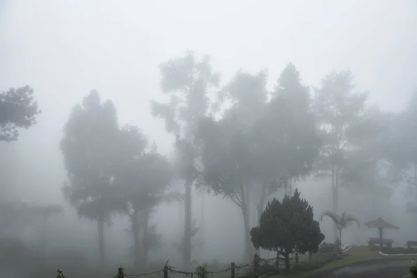 Bukit Larut Est Une Des Attractions Touristiques Taiping Peut Être — Photo