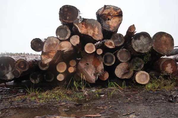 Skogen Marken Hösten — Stockfoto