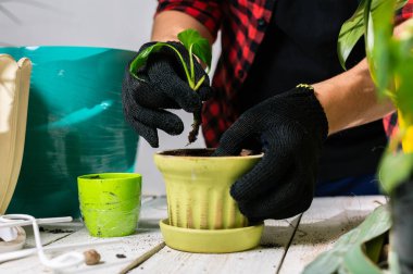 Siyah eldivenli bir adamın ektiği bitki nakli.