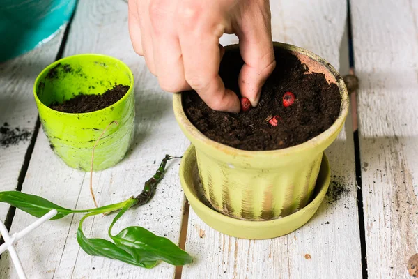 Zaden Planten Een Groene Pot — Stockfoto