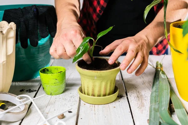 Het Planten Van Een Zaailingplant Een Pot — Stockfoto