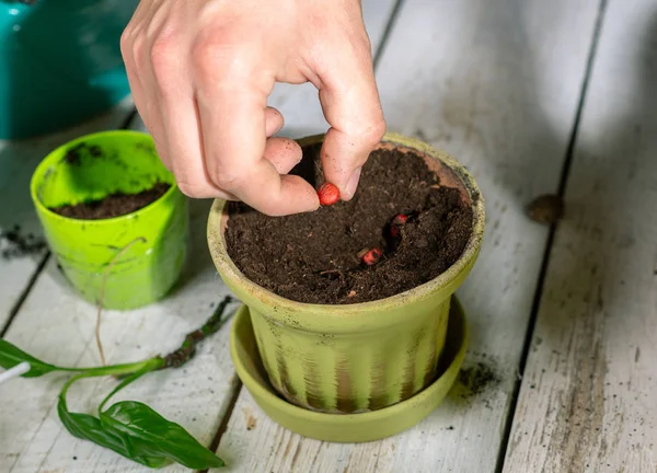 Zaden Planten Een Pot — Stockfoto