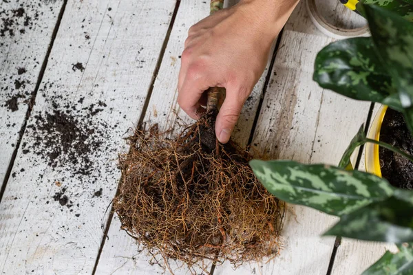 Plantentransplantatie Hand Houdt Wortel — Stockfoto