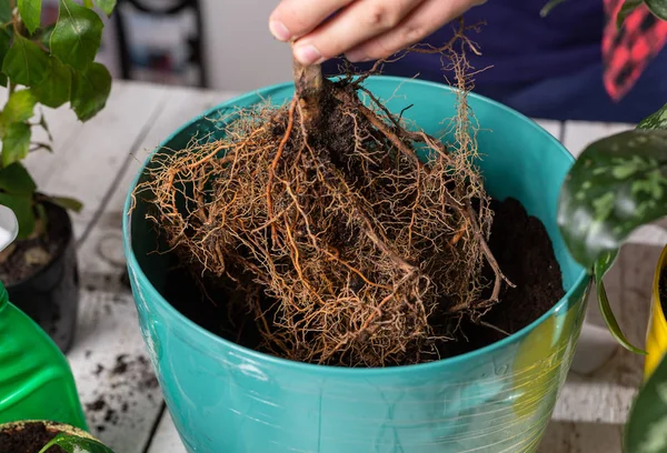 Het Overplanten Van Huisplanten Landing Een Nieuw Terrein — Stockfoto