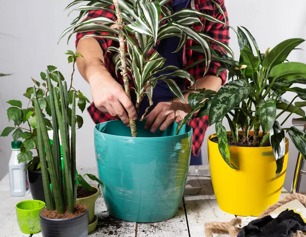 Care for home plants. Planting in a new pot