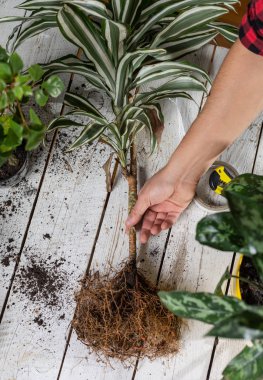 Kökleri masada duran ev bitkisi..