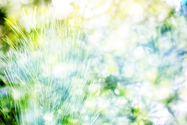 Forêt dans le gel. Paysage hivernal. Arbres couverts de neige. — Photo