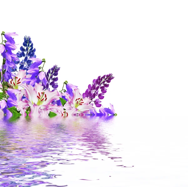 Pinheiros azuis belas flores em um fundo branco — Fotografia de Stock