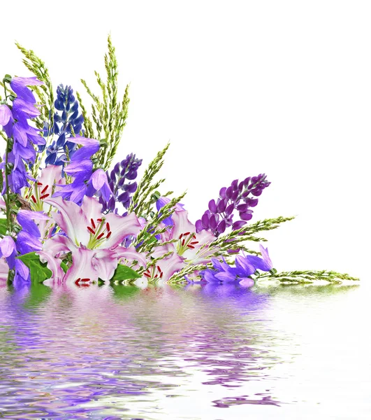 Μπλε λούπινα όμορφα λουλούδια σε λευκό φόντο — Φωτογραφία Αρχείου