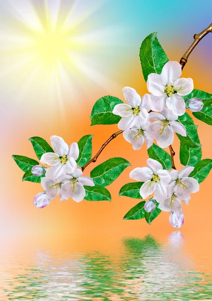 Våren landskap. Blommande päronträd — Stockfoto