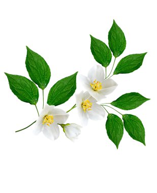 Beyaz Yasemin çiçeği. 