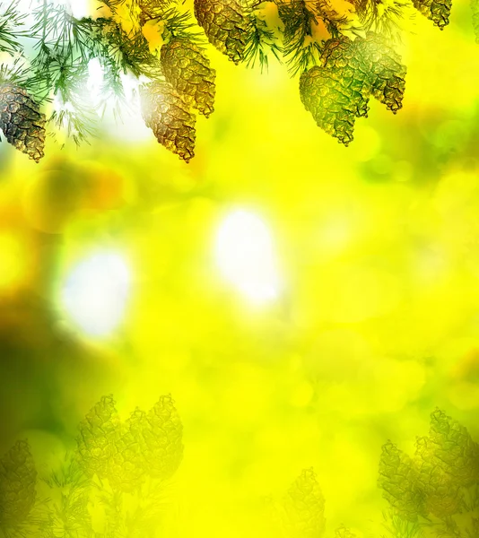 Foresta nel gelo. Paesaggio invernale. Alberi innevati. — Foto Stock