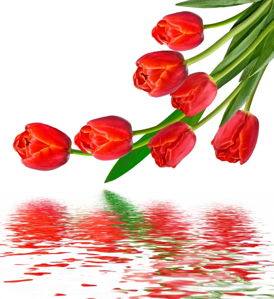 Lente bloemen tulpen geïsoleerd op witte achtergrond. — Stockfoto