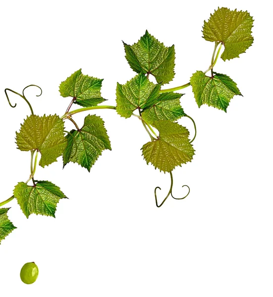 The branch of grapes isolated on white background. — Stock Photo, Image